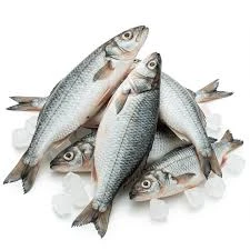 Fish & Seafood