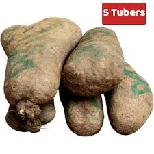 Tubers & Root Crops